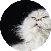 kyokaさんのアイコン